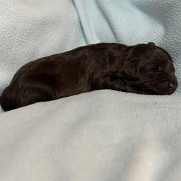 HAPPY - Chocolate male Australian Labradoodle puppy in Austin, Texas from AussieTex Labradoodles