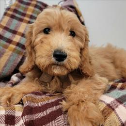 Zoey - Apricot female Goldendoodle puppy in Temecula, California from Oodles O'Doodles