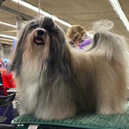 Havanese puppies from Eorzea Havanese