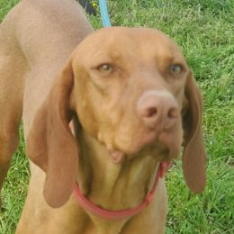 Rosie - Vizsla