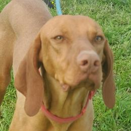 Rosie - Vizsla
