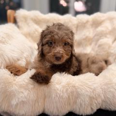 Wolf - Brown merle male Aussiedoodle puppy in North Royalton, Ohio from Johnson's Doodles