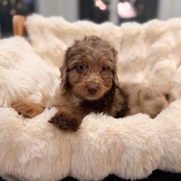 Wolf - Brown merle male Aussiedoodle puppy in North Royalton, Ohio from Johnson's Doodles