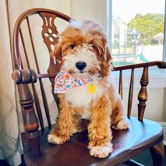 Penny Lou - Goldendoodle