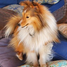 Kaizen - Toy Shetland Sheepdog