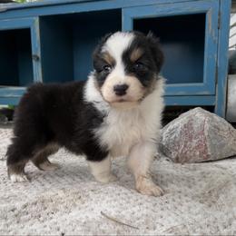Grant - Black tri-color male Australian Shepherd puppy in Kearney, Nebraska from Helix Aussies