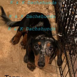 Tazzy - Dachshund