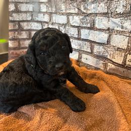 Phantom Boy - Phantom male Goldendoodle puppy in Colorado Springs, Colorado from Pikes Peak Doodles