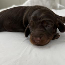 Brownie - Chocolate and tan male Dachshund puppy in Massies Mill, Virginia from Pigeon Hill Dachshunds