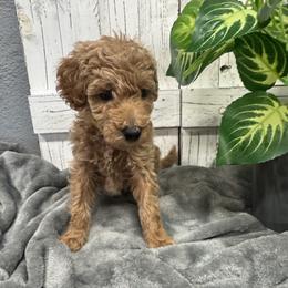 Yellow Collar - Apricot female Goldendoodle puppy in Alvin, Texas from JP Southern Doodles