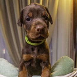 Girl 3 - Doberman Pinscher puppy in Ault, Colorado from Stand Alone European Dobermans