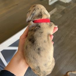 Dachshund Puppies from King Funny Farm