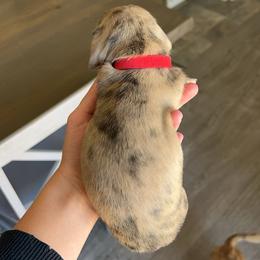 Dachshund Puppies from King Funny Farm