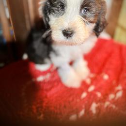 Bearded Collie and Border Collie Puppies from Beloved Bearded & Border Collies