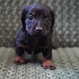 Twin B - Black and tan female Dachshund puppy in Quemado, New Mexico from TNT Dachshunds