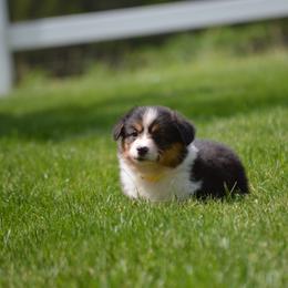 Pembroke Welsh Corgi Puppies from C&G Corgis
