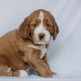 Goldendoodle Puppies from Lover Dover Doodles