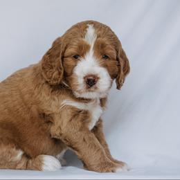 Goldendoodle Puppies from Lover Dover Doodles