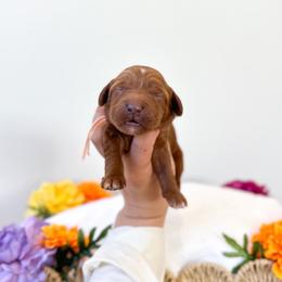 Duchess - Caramel red female Australian Labradoodle puppy in Palmdale, California from Pixie Doodle Paws