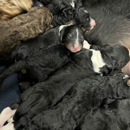 Bernedoodle and Goldendoodle Puppies from Brunsman Country Doodles LLC