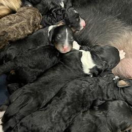 Bernedoodle and Goldendoodle Puppies from Brunsman Country Doodles LLC