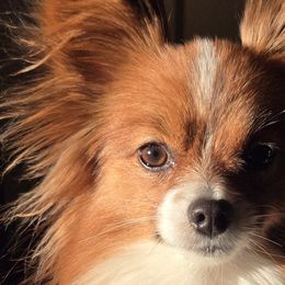 Papillons from Home Raised Papillon Puppies