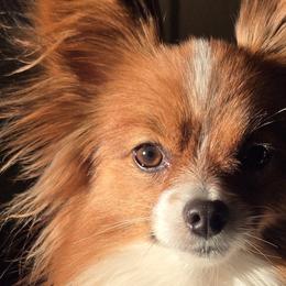 Papillons from Home Raised Papillon Puppies