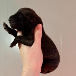 Daydream - Brindle female Great Dane puppy in Jerusalem, Arkansas from Mara Danes
