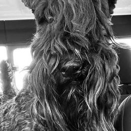Kerry Blue Terriers from Lighthouse Kerry Blue Terriers