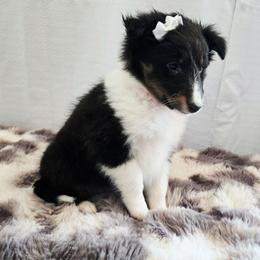 Candy - Black white and tan female Shetland Sheepdog puppy in Wapello, Iowa from Willow Rayne shelties and more
