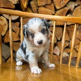 Muffin - Blue merle female Australian Shepherd puppy in Hillsboro, Oregon from A&D Australian Shepherds