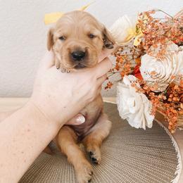Golden Retriever Puppies from Gillit Family Goldens of NTX