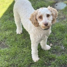 Maggie (see description) mini poodle adult - Parti female Goldendoodle puppy in Lewisville, Texas from Zink Doodles