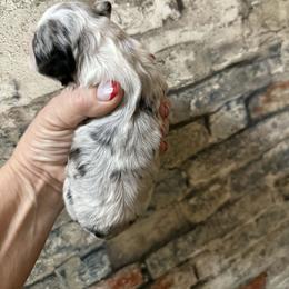 Merle girl 2 - Merle female Shihpoo puppy in Newark, Ohio from Gemini Kennels