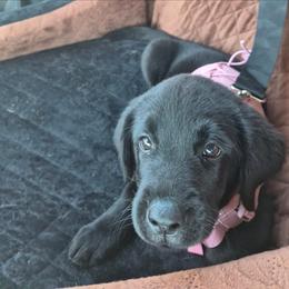 Mouse - Black female Labrador Retriever puppy in Morrilton, Arkansas from Ancient Dogges Performance Dogs