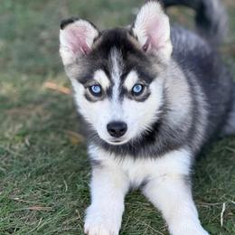 Talon - Wolf sable male Pomsky puppy in Lewiston, Minnesota from Family Pomsky