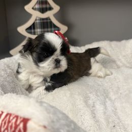 Coraline - Tricolor female Shih Tzu puppy in Connersville, Indiana from Anna’s Farmhouse Shihtzus