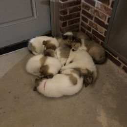 Collie Puppies from Flying W Collies