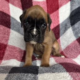 Tasha - Fawn female Boxer puppy in Cicero, New York from MK Boxer Haven of CNY