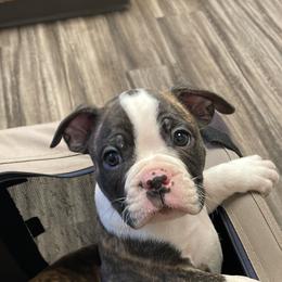 Boston Terrier Puppies from Day Root Enterprises Inc.