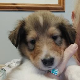 Lord Drogon - Sable merle and white male Collie puppy in Elmhurst, Illinois from Stacey's Collies
