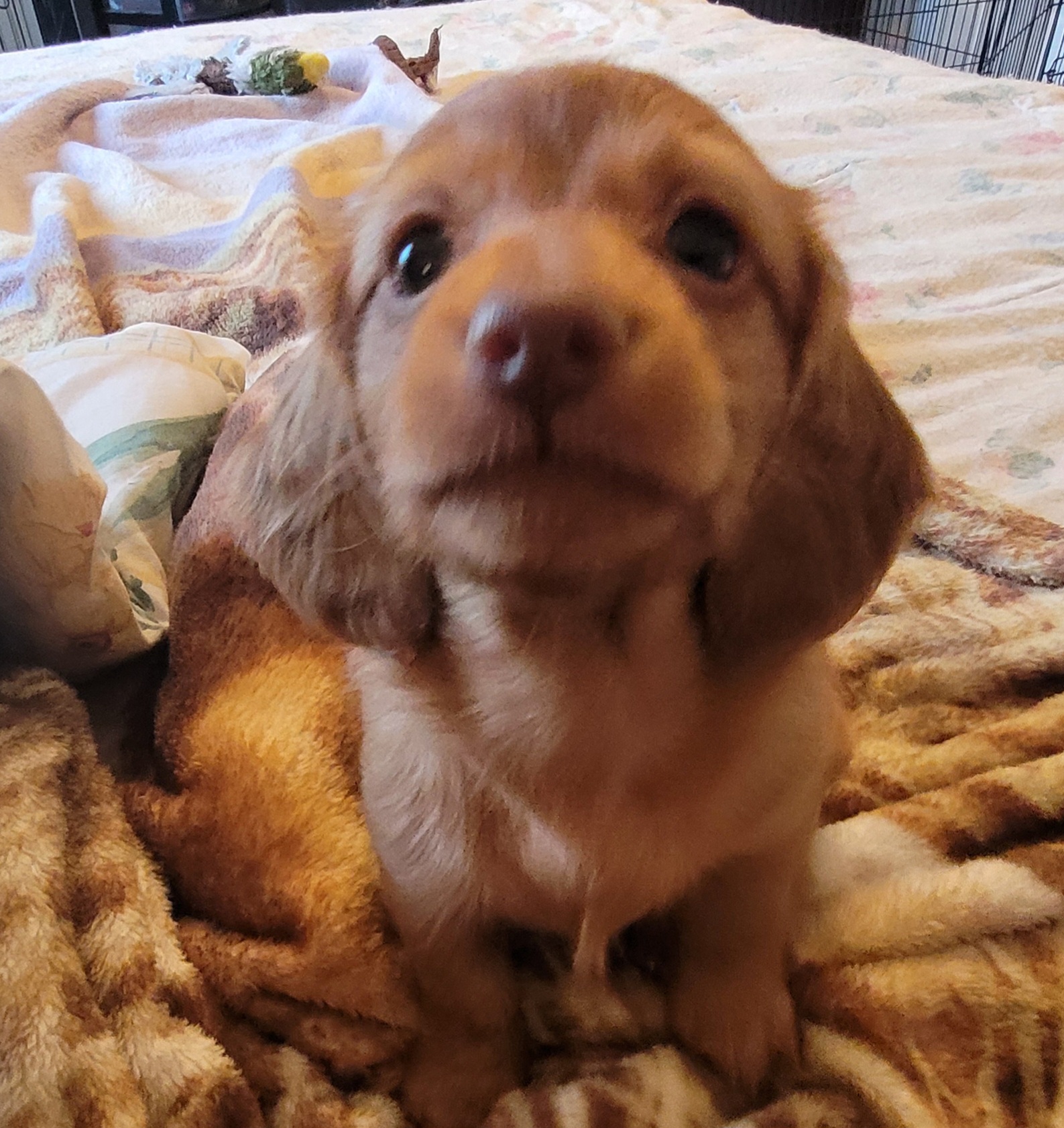 Dachshund Puppies from Ballad of Dachshunds