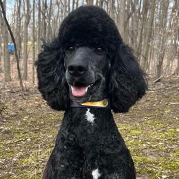 Poodles from Gemini Poodles