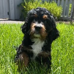 Cavapoos from Cavapoos To Love