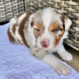 Australian Shepherd Puppies from Raybell Ridge Farm