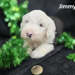 Jimmy Jr - Gray and white male Old English Sheepdog puppy in Sutherlin, Oregon from Sapphire Eyes Sheepdogs