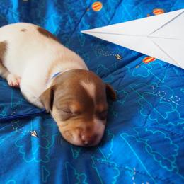 Wilbur - Chocolate and white male Teddy Roosevelt Terrier puppy in Carpenter, Wyoming from Wabbitfire Teddy Roosevelt Terriers