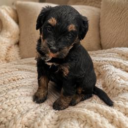 Lyra - Phantom female Bernedoodle puppy in Gilbert, Arizona from LittleLegacyDoodles