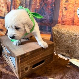 Boy 3 (Pentax) (green collar boy) - Light golden male Golden Retriever puppy in Hubbard, Ohio from Whickering Pines Golden Retrievers