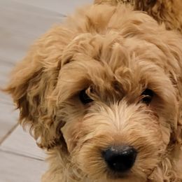 Sugar - Goldendoodle puppy from Adonai's Creation Doodles